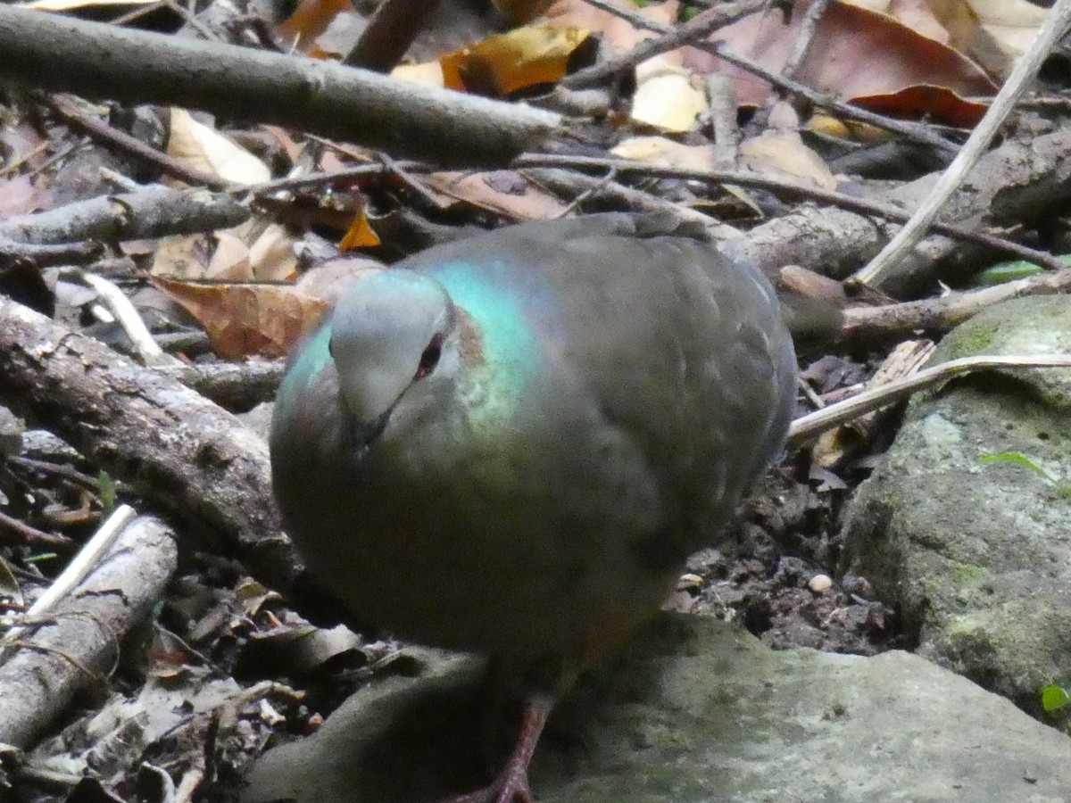 Lemon Dove - ML643978316