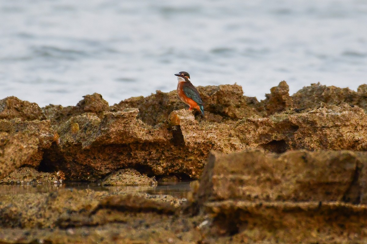 カワセミ - ML643978319