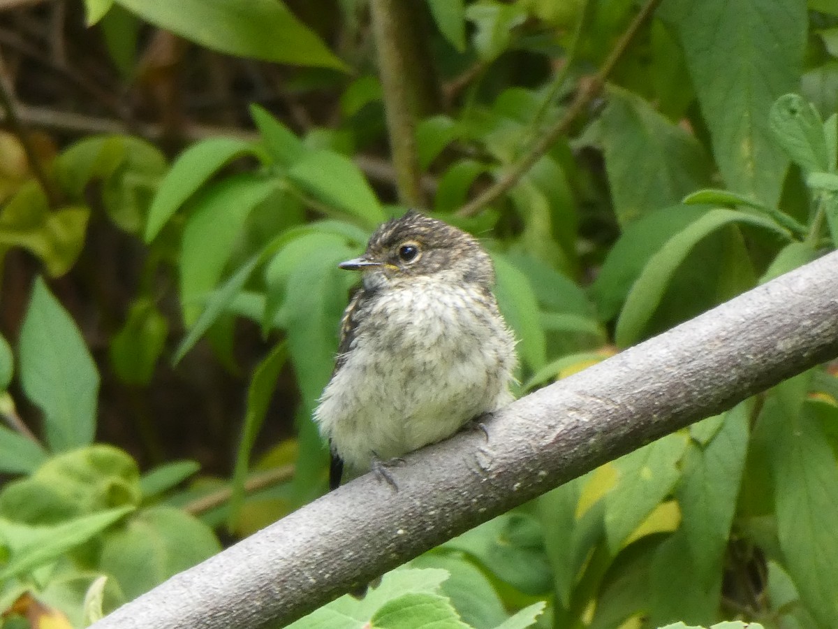 African Dusky Flycatcher - ML643978324