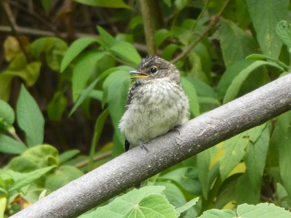 African Dusky Flycatcher - ML643978325