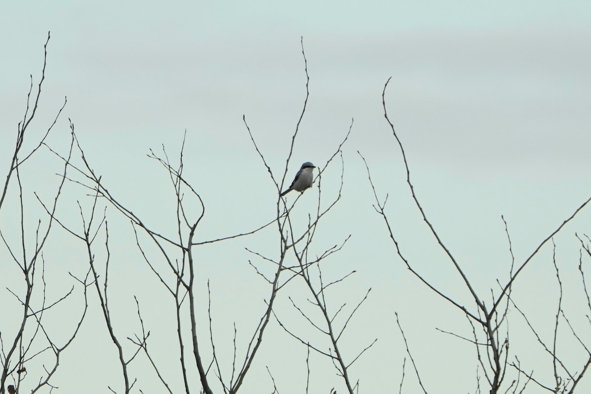 Great Gray Shrike - ML643978327