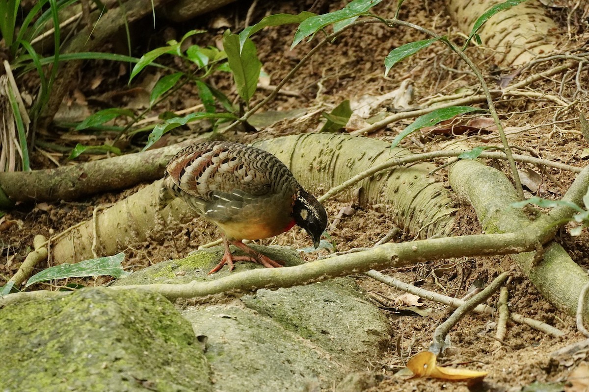 ハイナンミヤマテッケイ - ML643978337