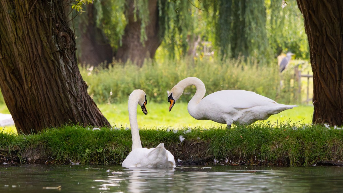 Mute Swan - ML643978346