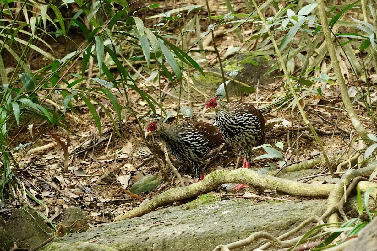 Silver Pheasant - ML643978347