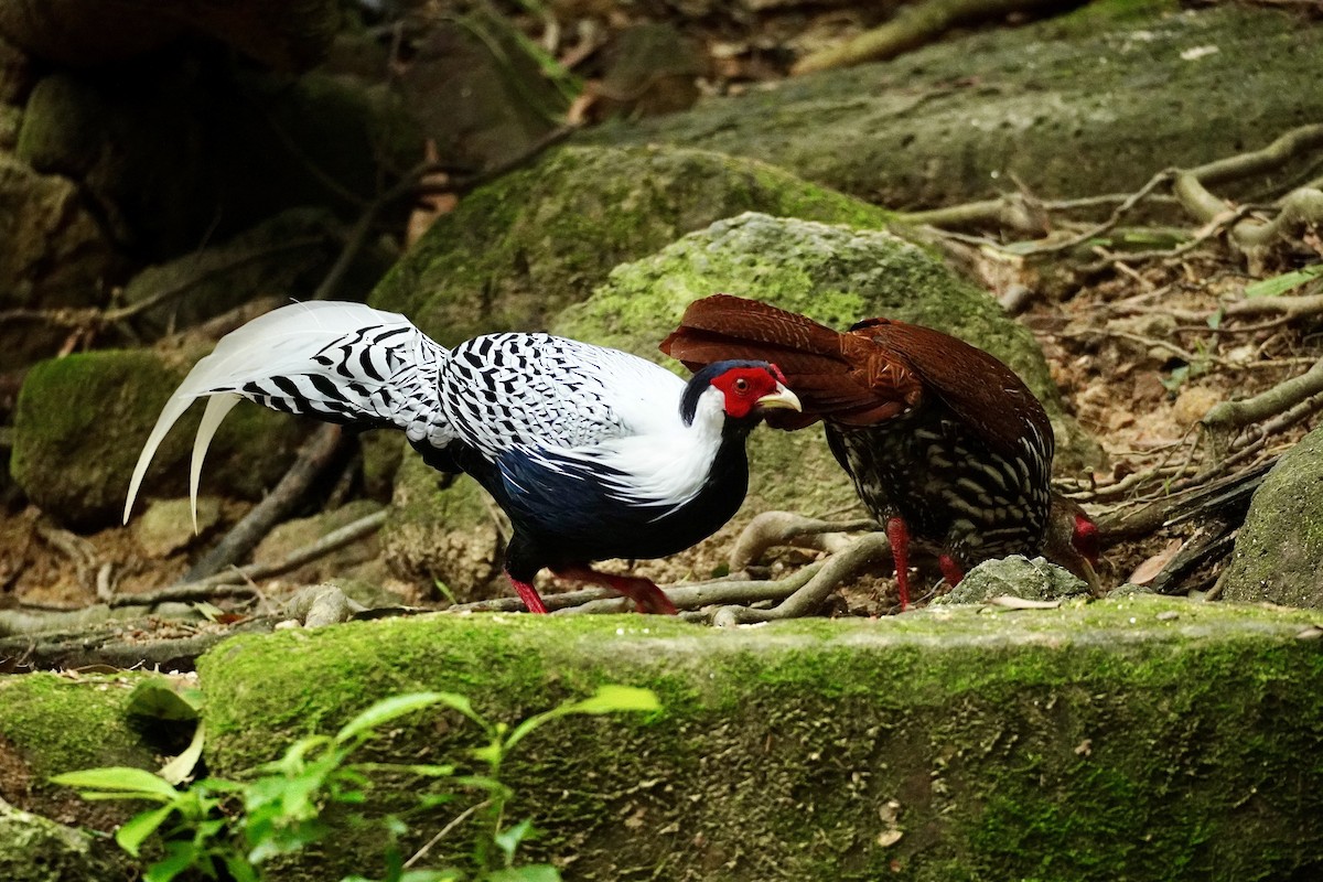 Silver Pheasant - ML643978348