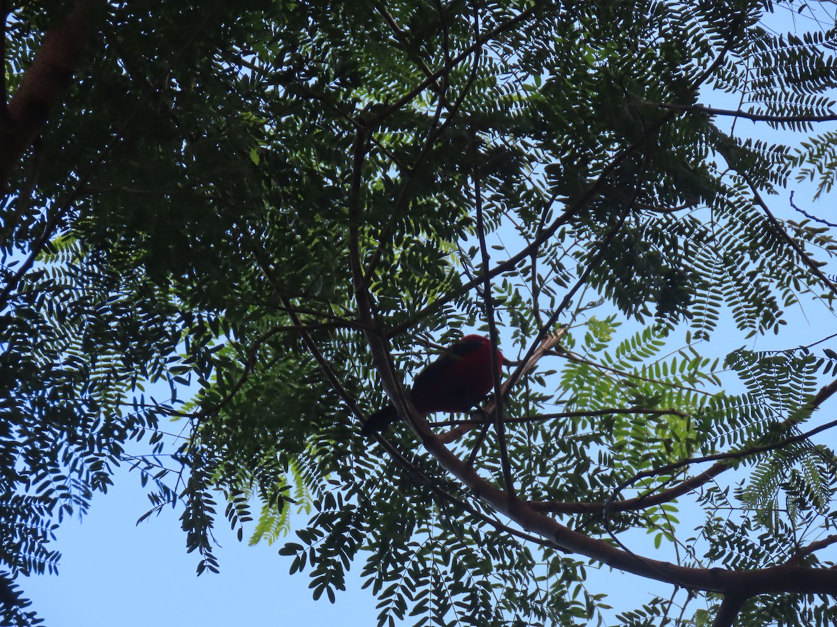 Brazilian Tanager - ML643978350