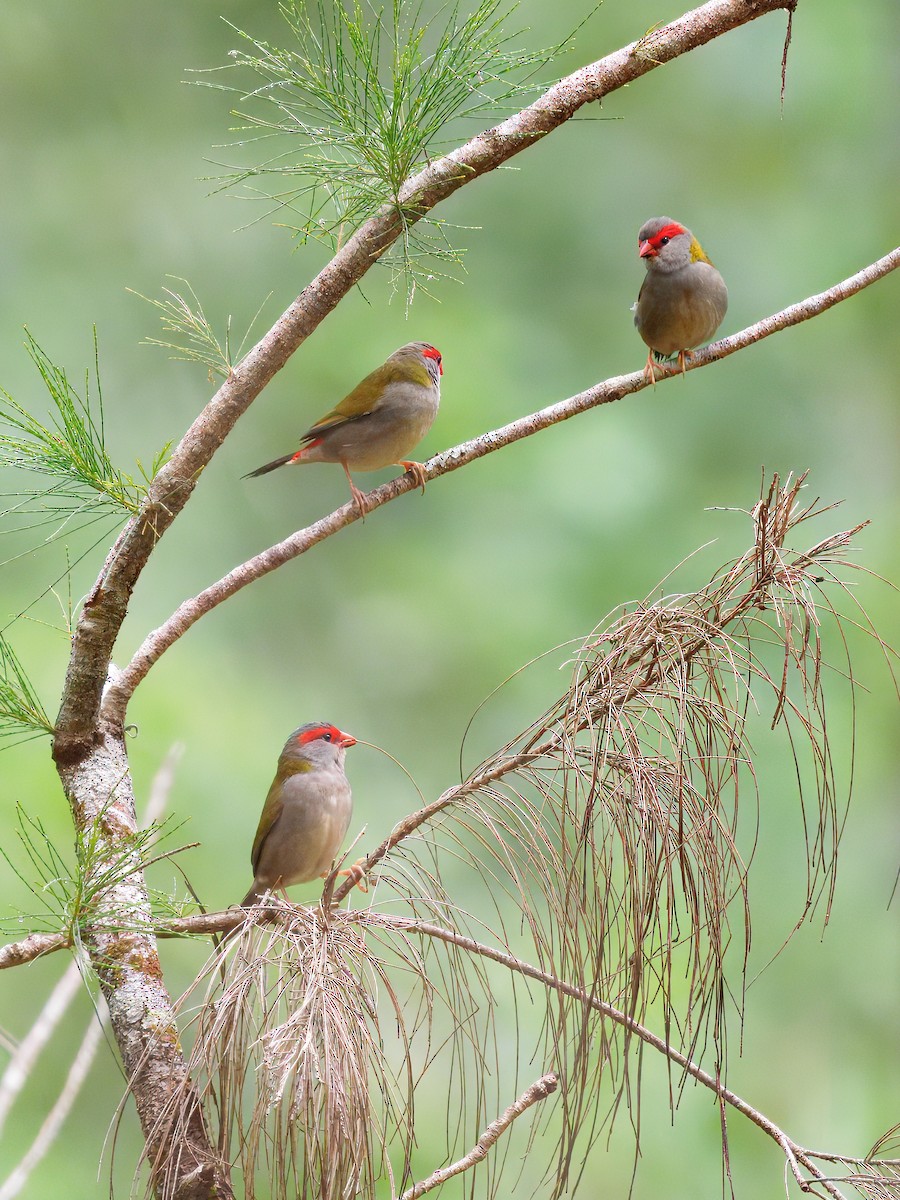Red-browed Firetail - ML643978354