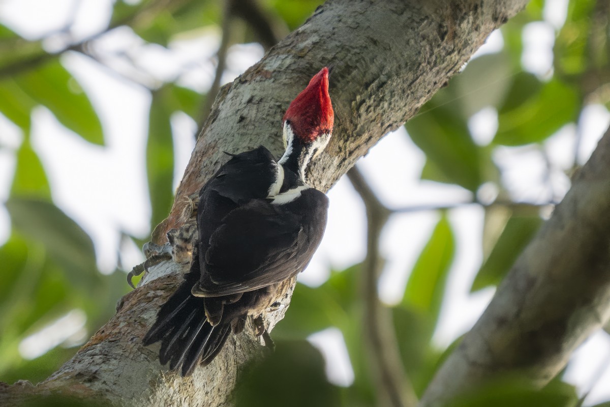 Crimson-crested Woodpecker - ML643978357
