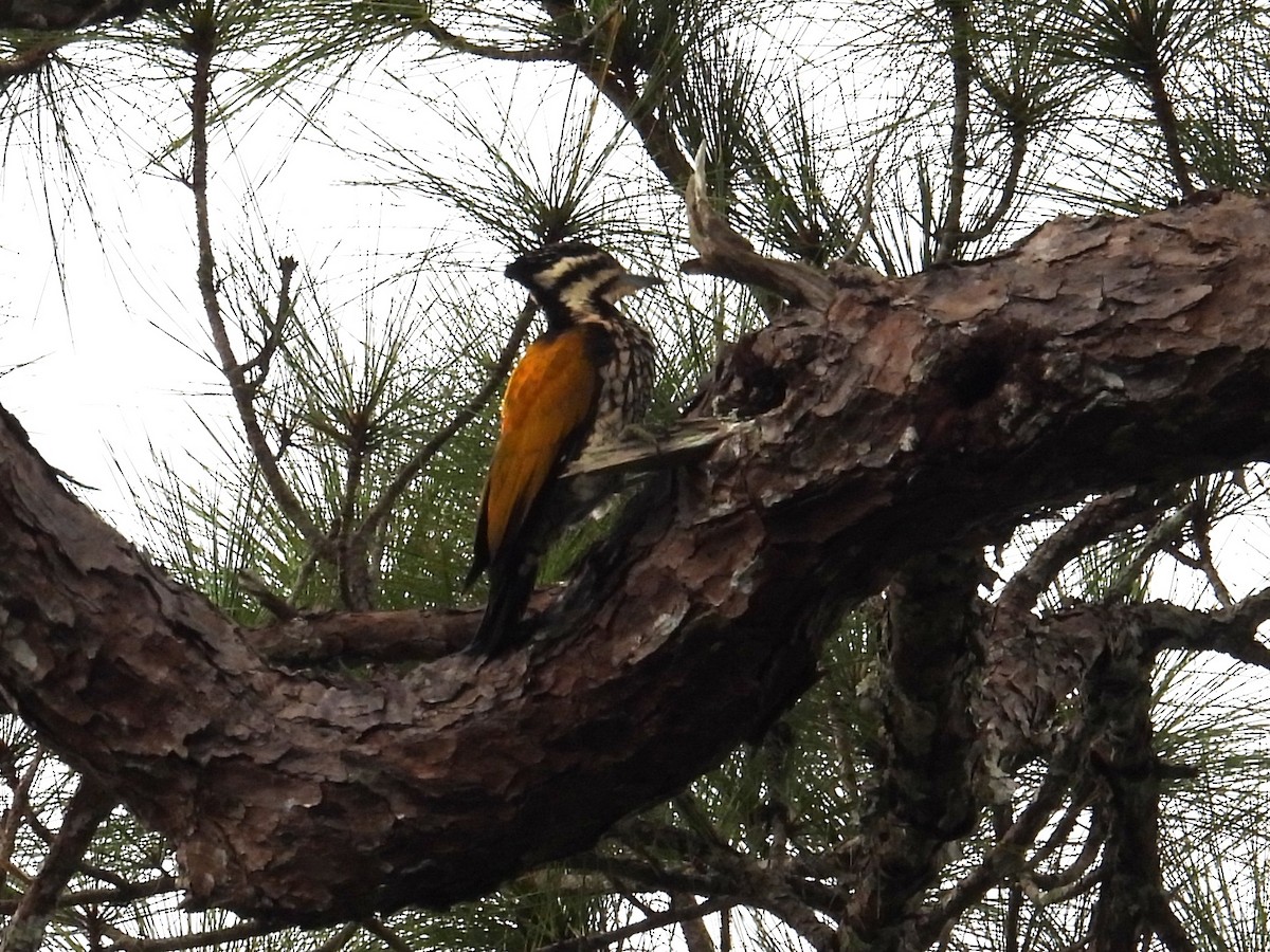 Common Flameback - ML643978359
