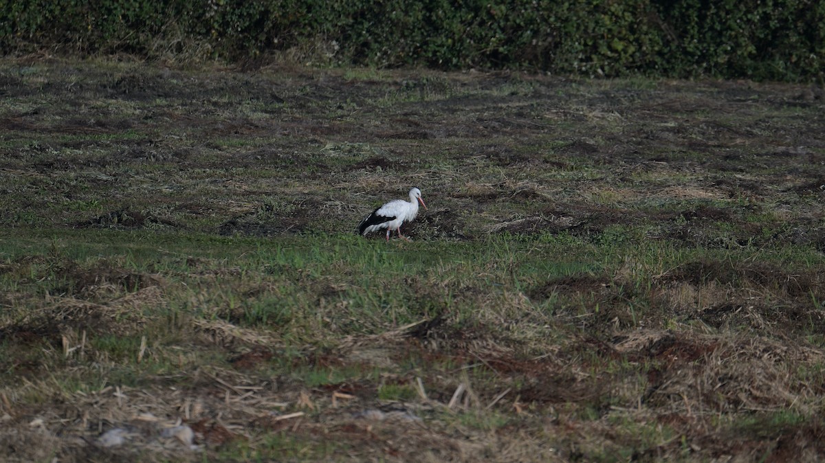 Cigüeña Blanca - ML643978364