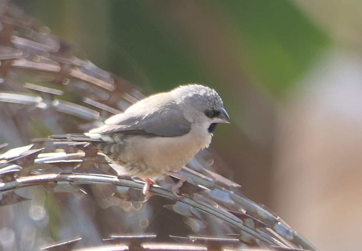 Madagascar Munia - ML643978366