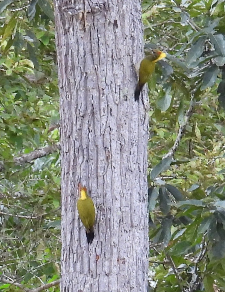 Lesser Yellownape - ML643978368