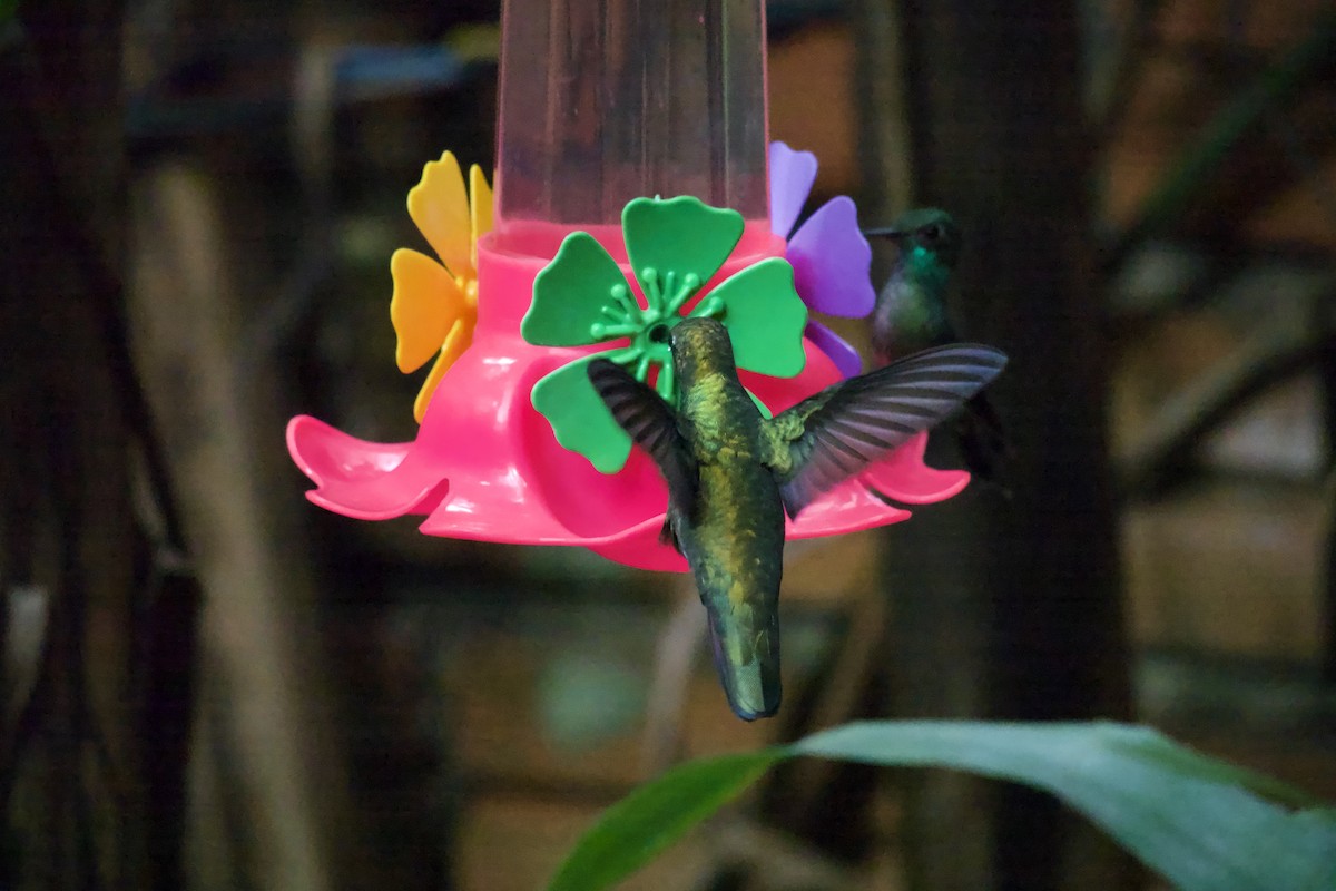 Gilded Hummingbird - ML643978369