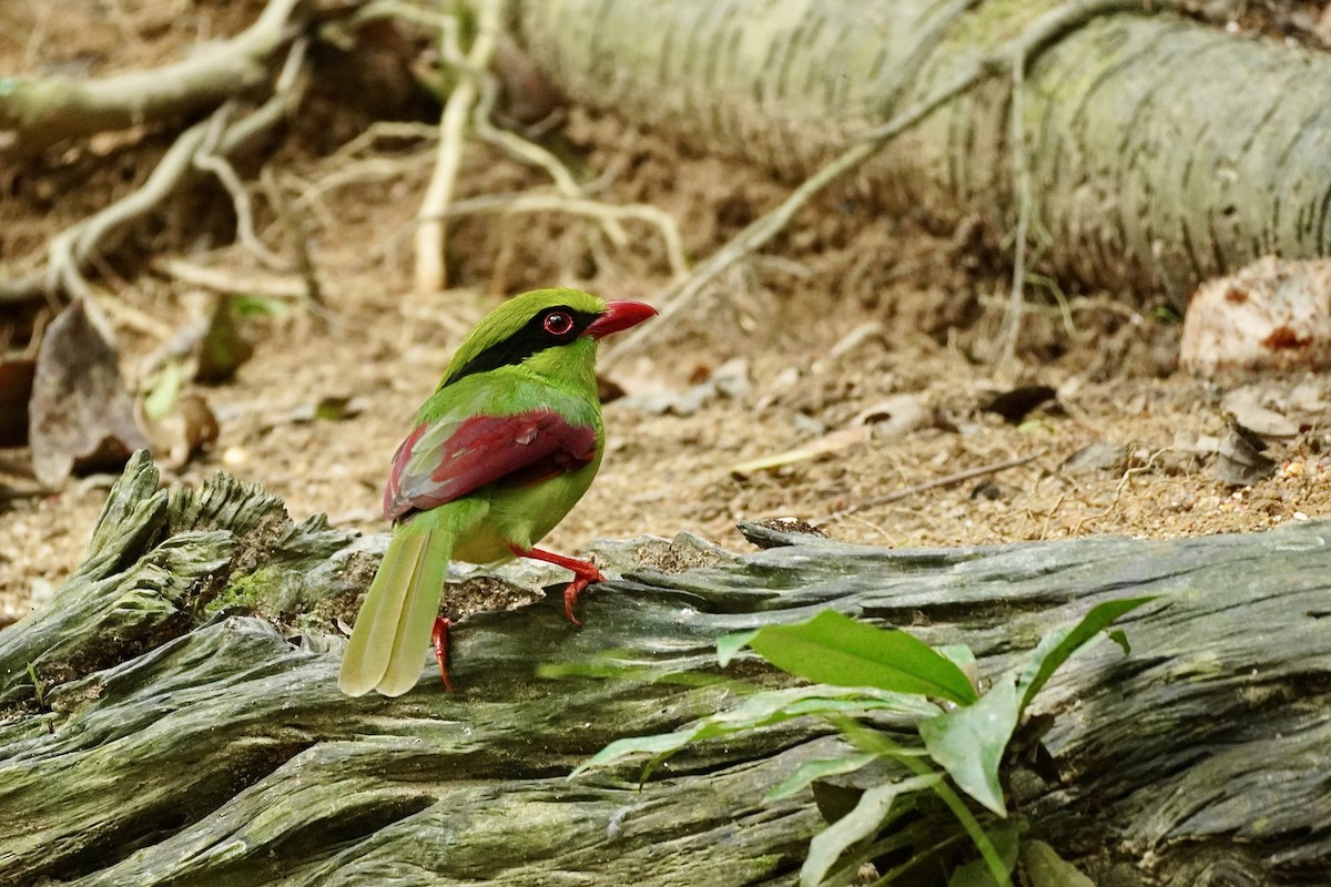 Indochinese Green-Magpie - ML643978379