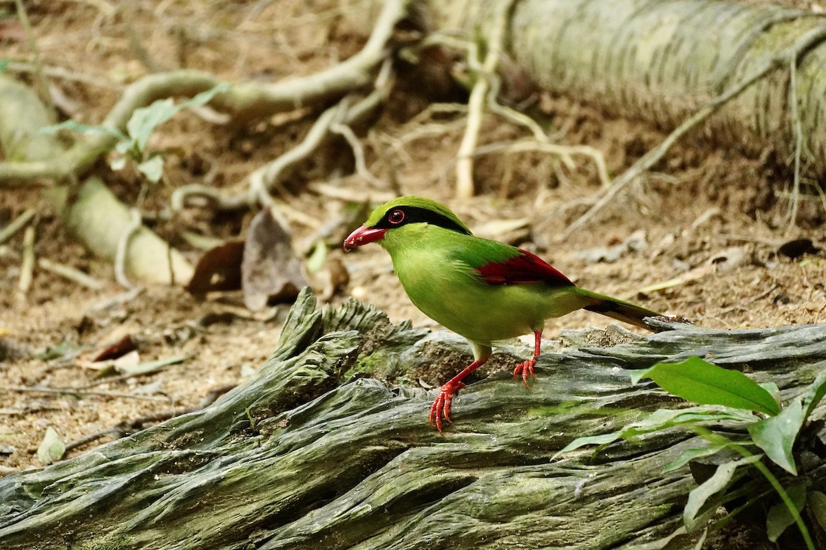 Indochinese Green-Magpie - ML643978380