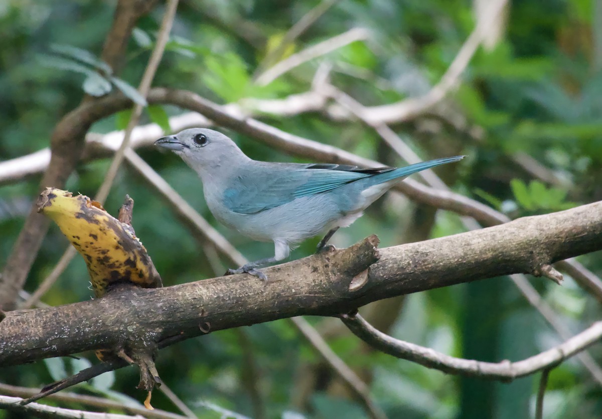 Sayaca Tanager - ML643978381