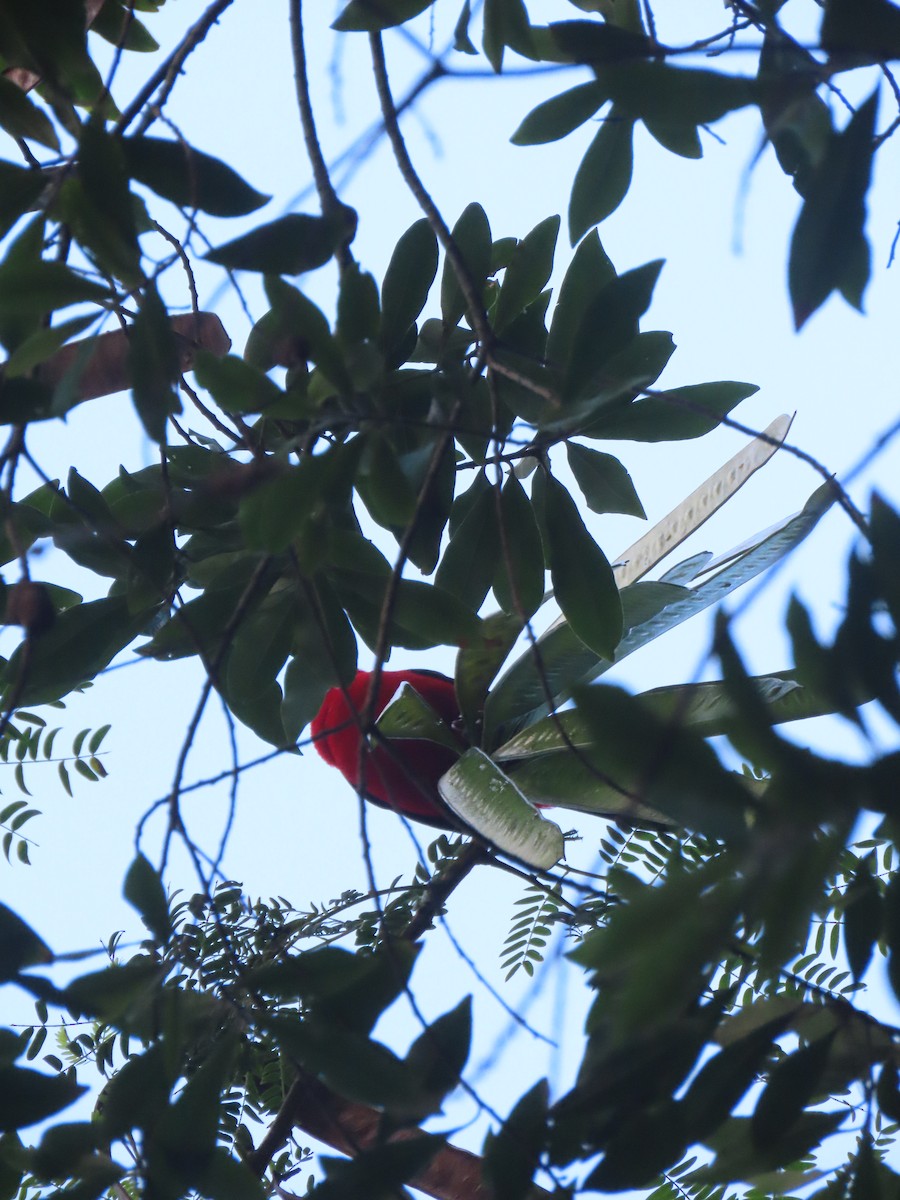 Brazilian Tanager - ML643978387
