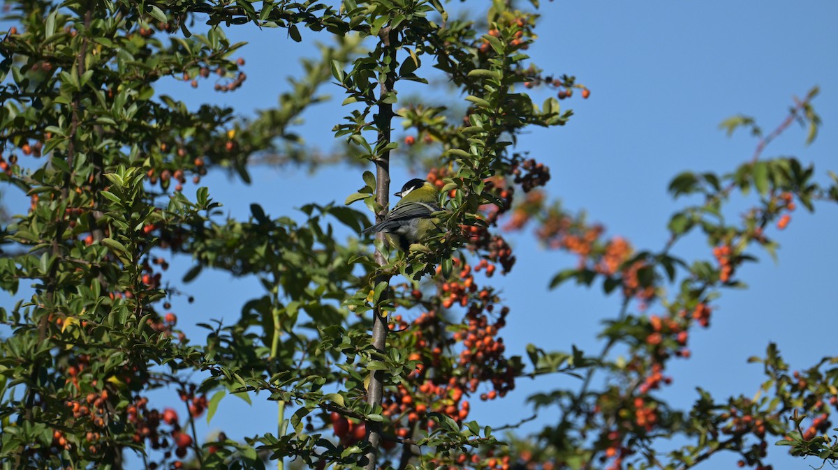 Great Tit - ML643978390