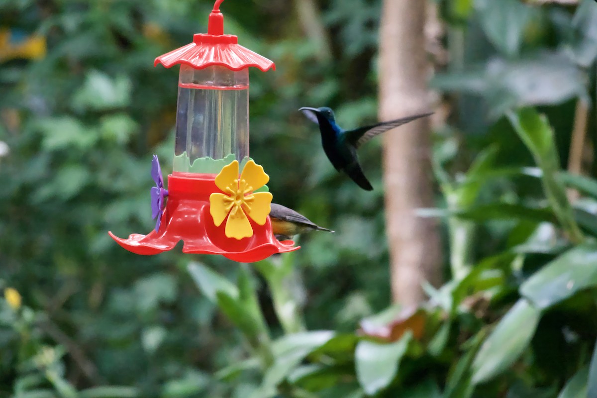Black-throated Mango - ML643978395