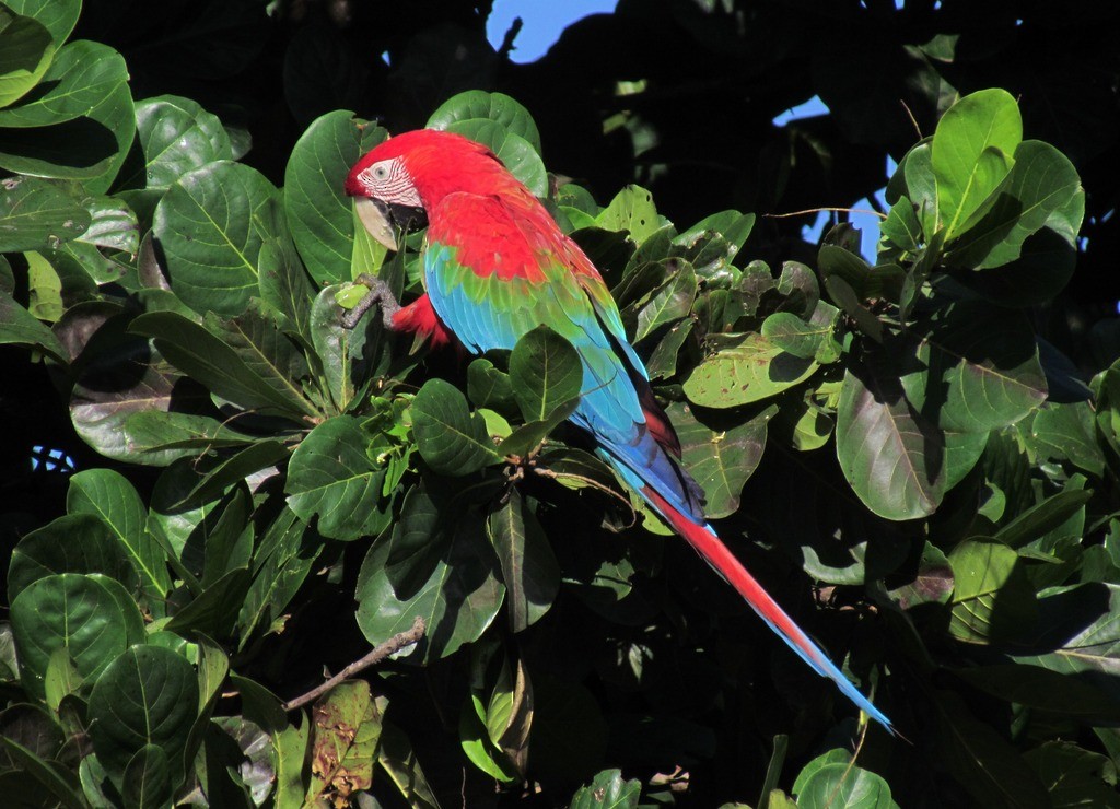 Red-and-green Macaw - ML643978411