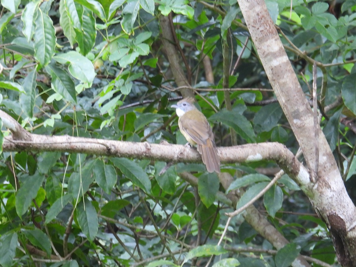 Puff-throated Bulbul - ML643978416