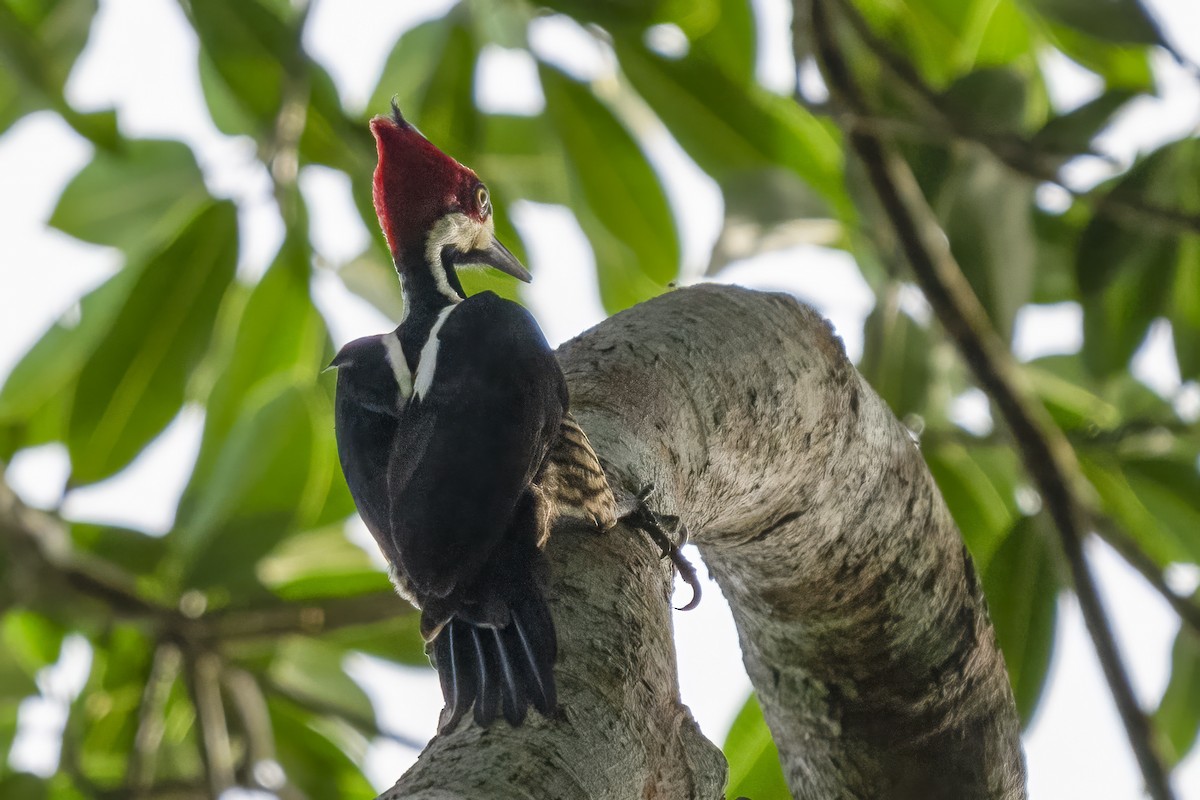 Crimson-crested Woodpecker - ML643978454