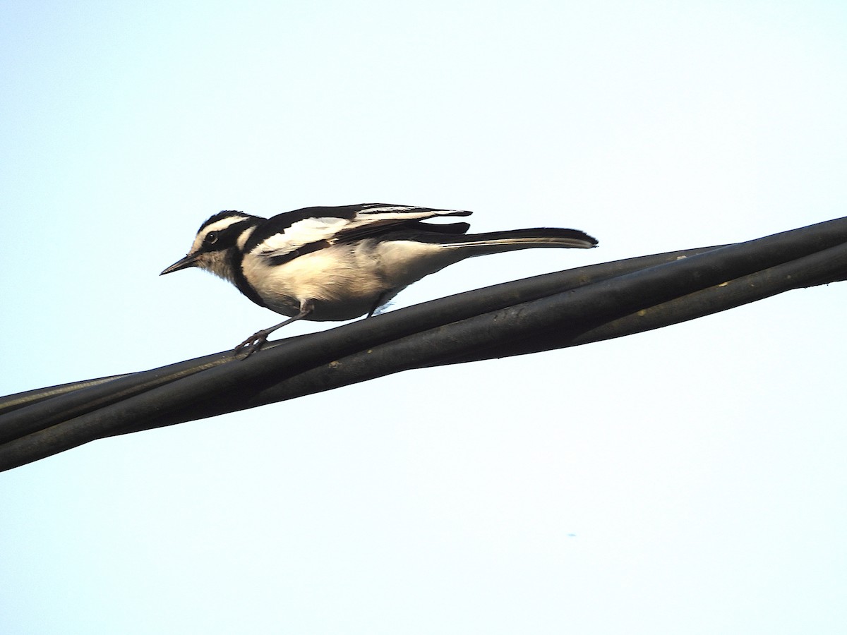 African Pied Wagtail - ML643978460
