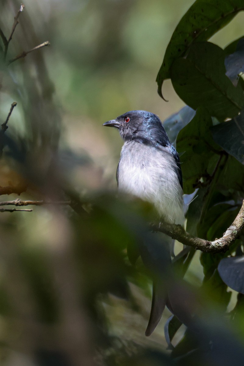 Ak Karınlı Drongo - ML643978470