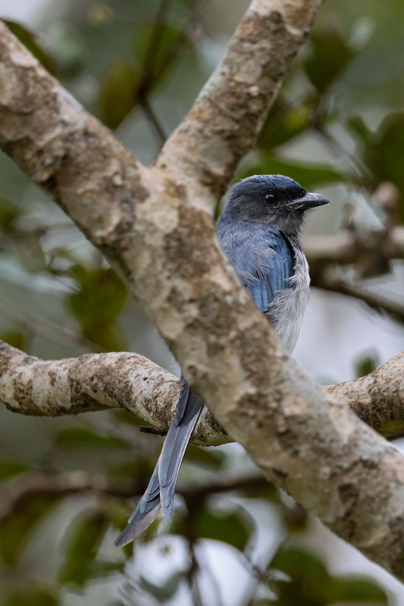 Ak Karınlı Drongo - ML643978471