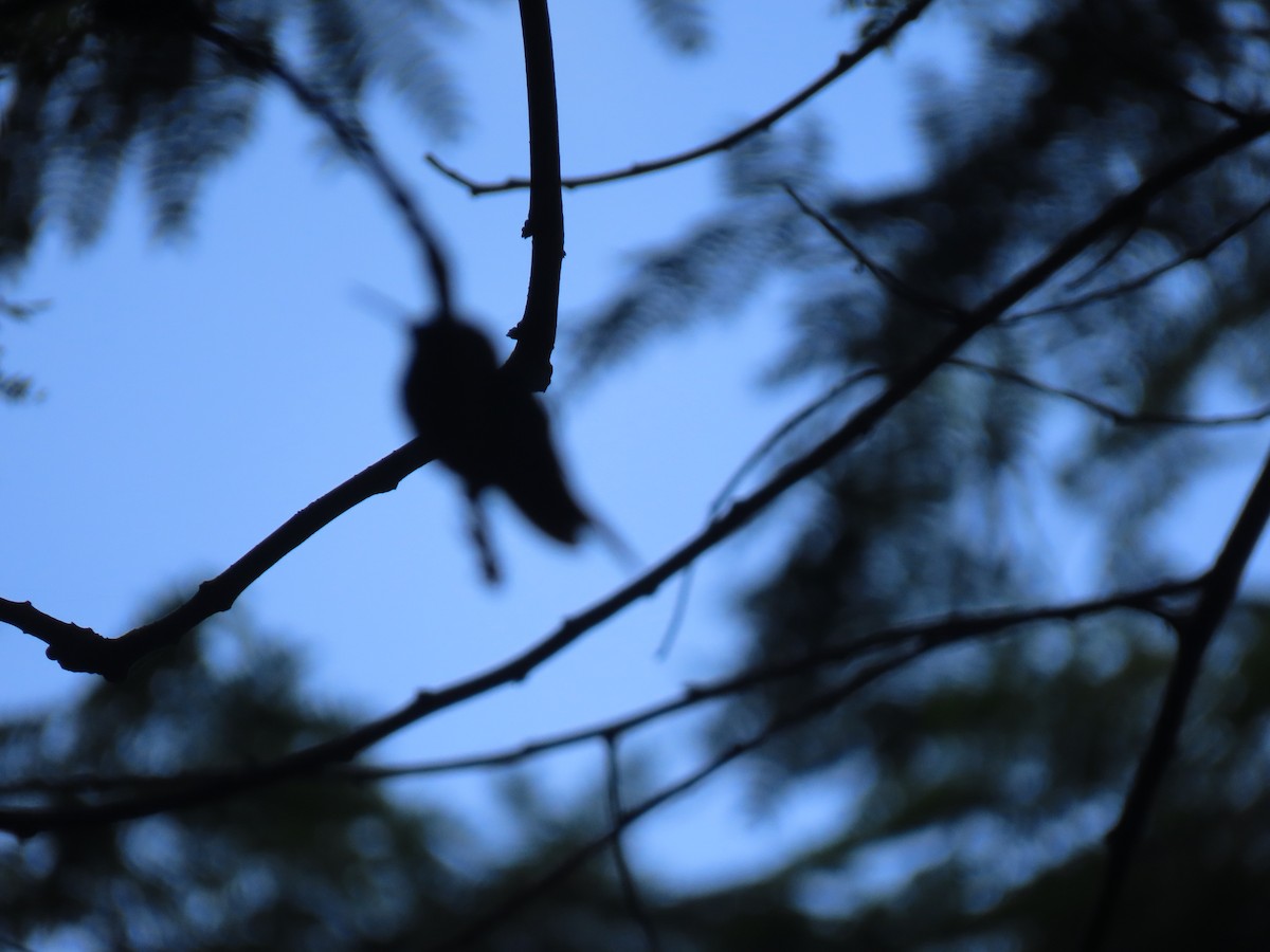 Black-throated Mango - ML643978497