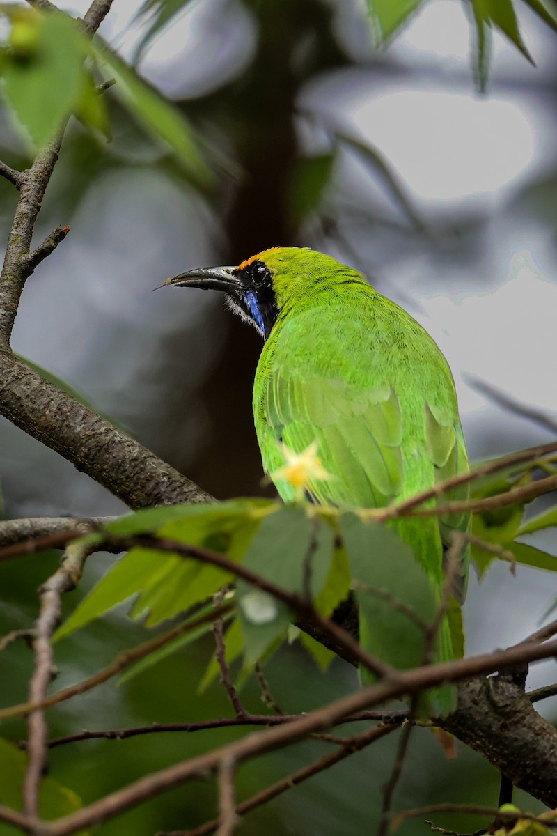 Golden-fronted Leafbird - ML643978498