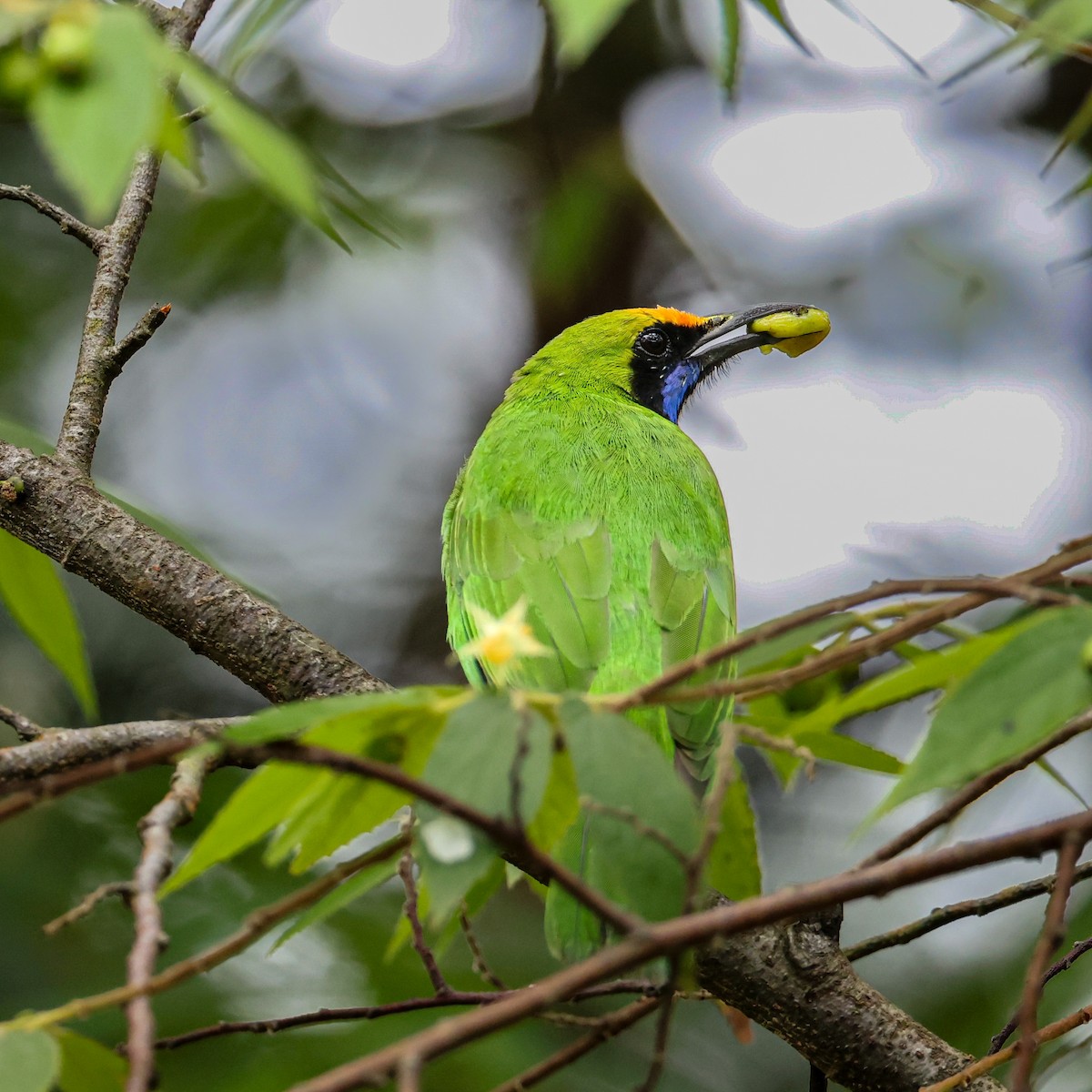 Golden-fronted Leafbird - ML643978499