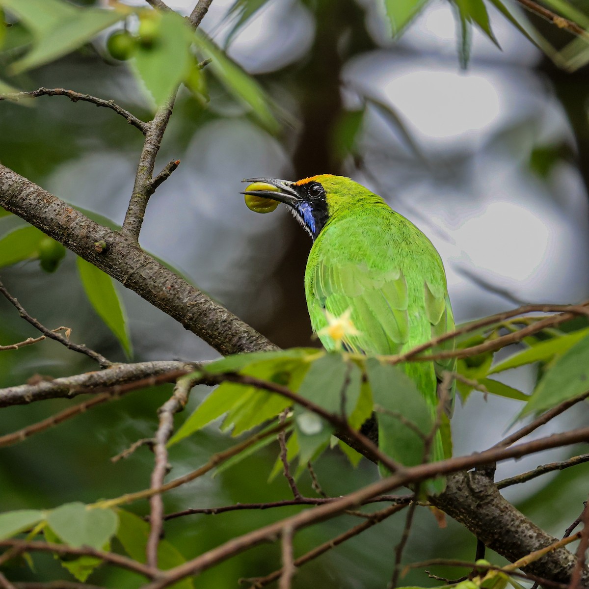 Golden-fronted Leafbird - ML643978500