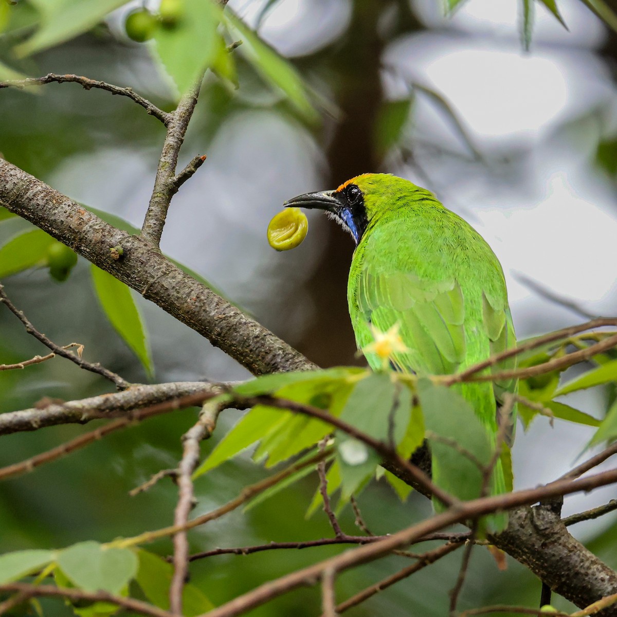 Golden-fronted Leafbird - ML643978501