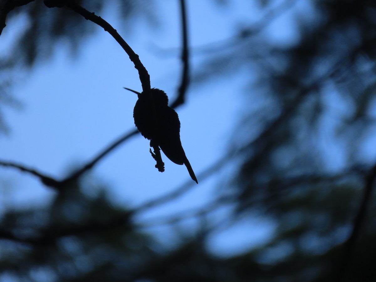Black-throated Mango - ML643978505