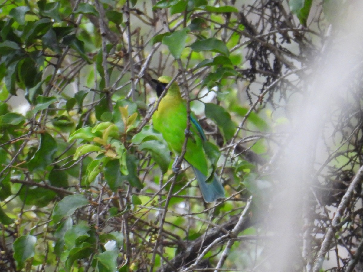 Blue-winged Leafbird - ML643978513