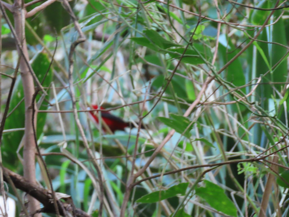 Brazilian Tanager - ML643978525