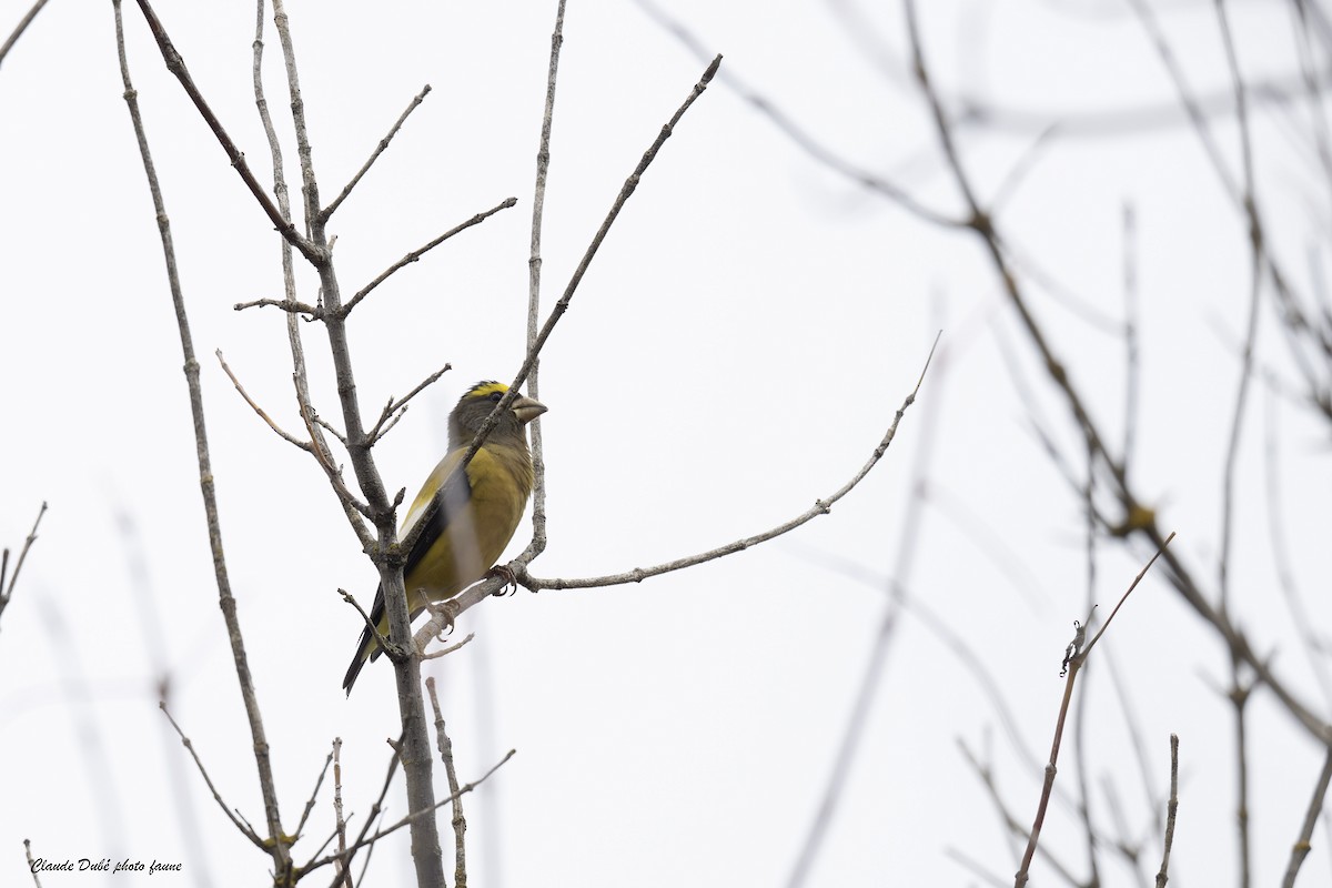 Evening Grosbeak - ML643978549