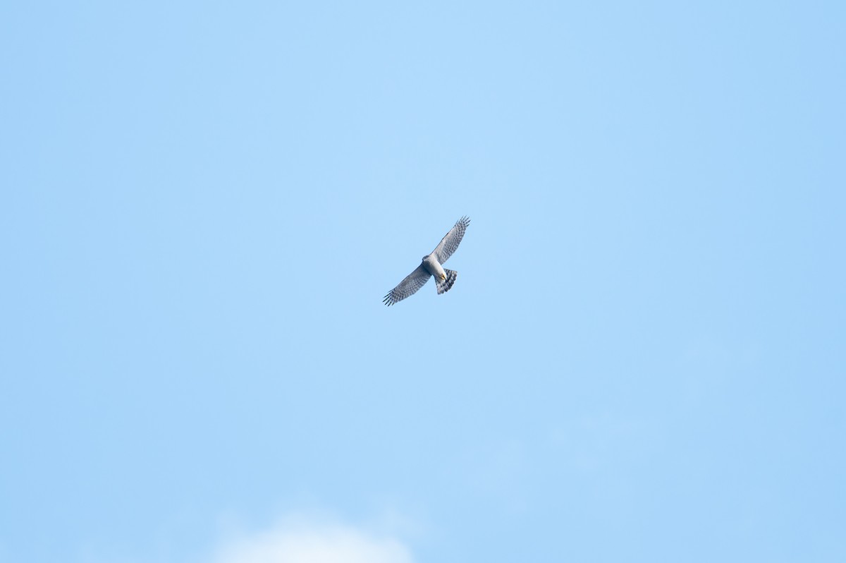 Eurasian Goshawk - ML643978550