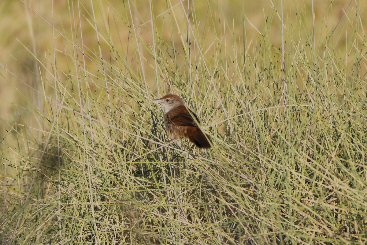 Spinifexbird - ML643978554