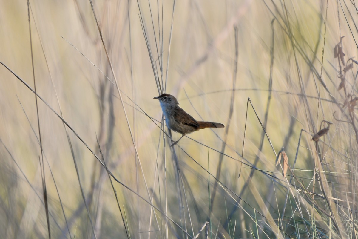 Spinifexbird - ML643978555