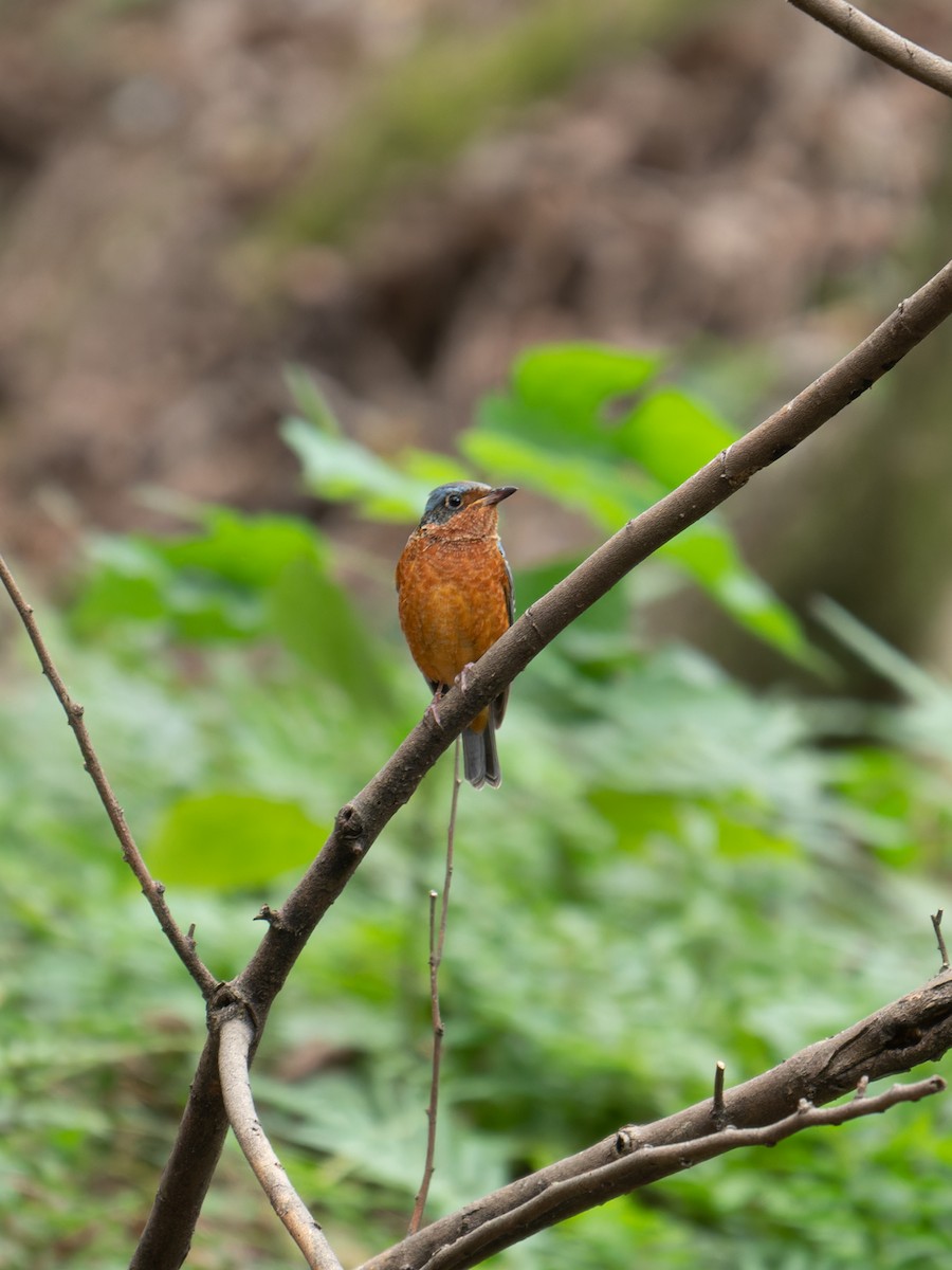 Ak Boğazlı Taşkızılı - ML643978556