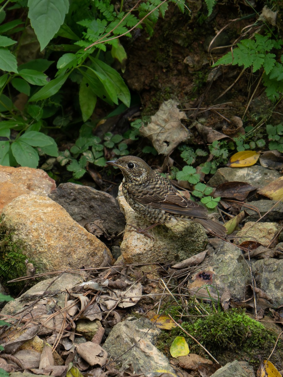 Ak Boğazlı Taşkızılı - ML643978557