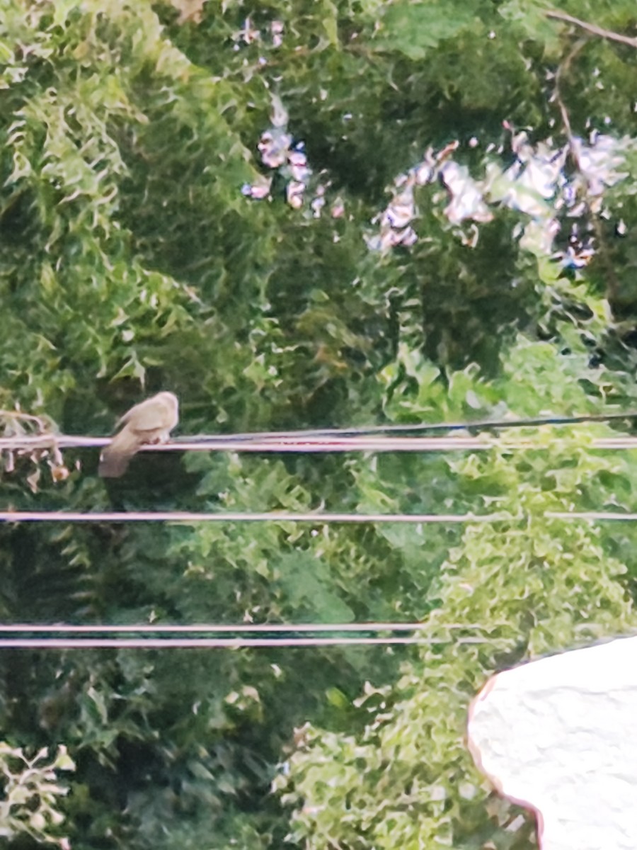 House Sparrow - ML643978559