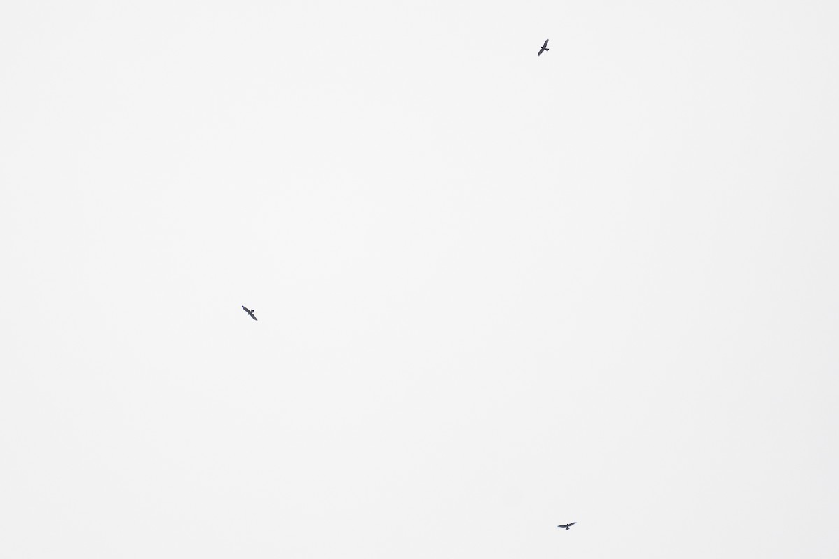 Gray-faced Buzzard - ML643978571