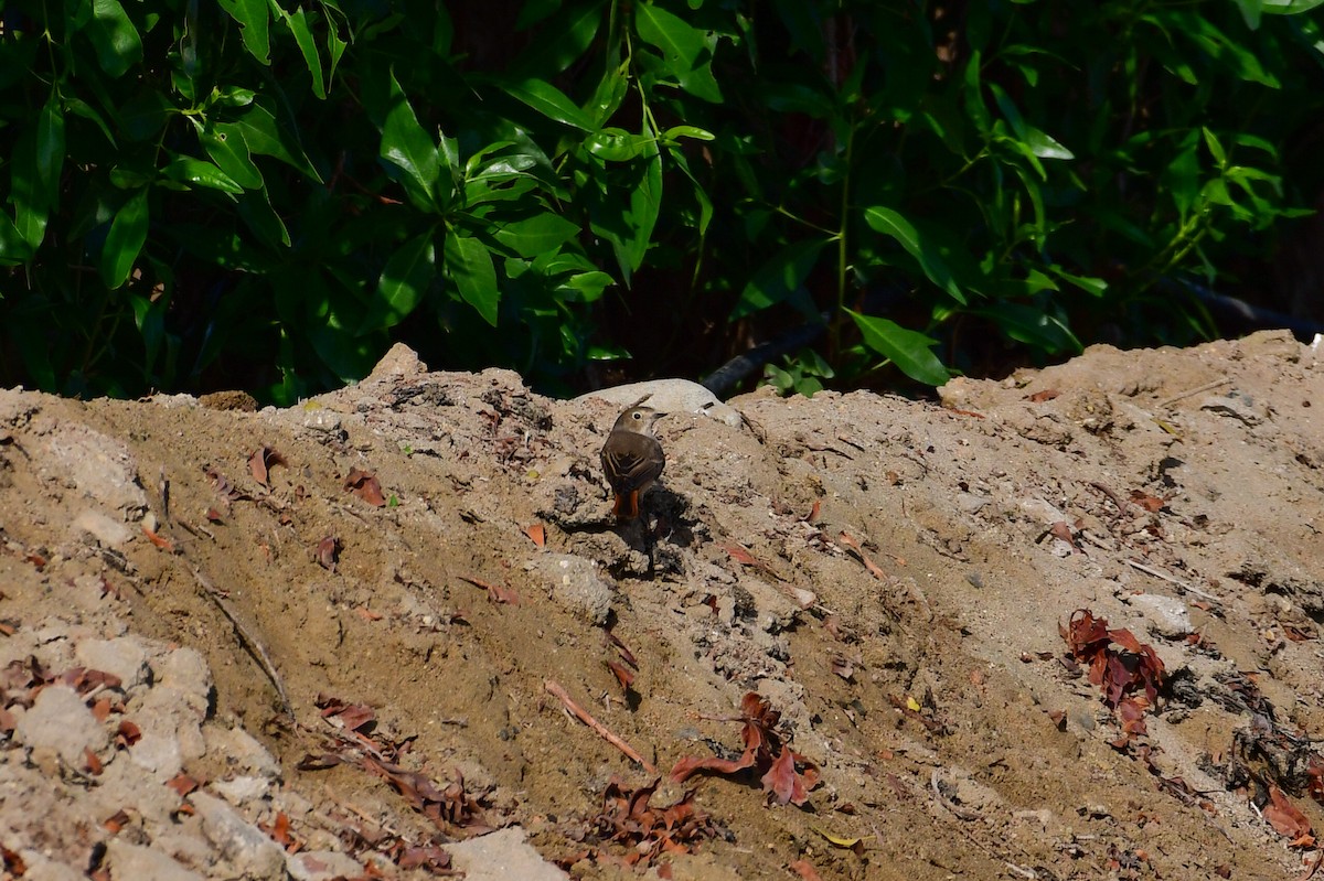 シロビタイジョウビタキ - ML643978574