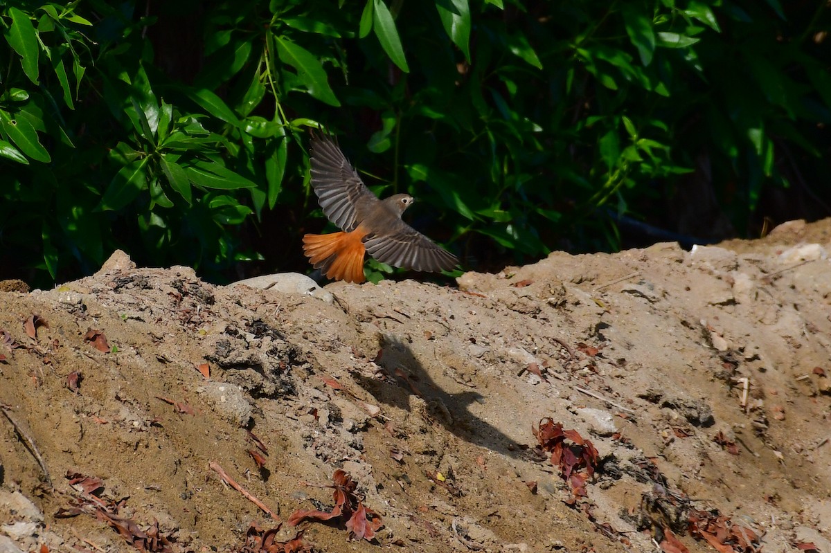 シロビタイジョウビタキ - ML643978575