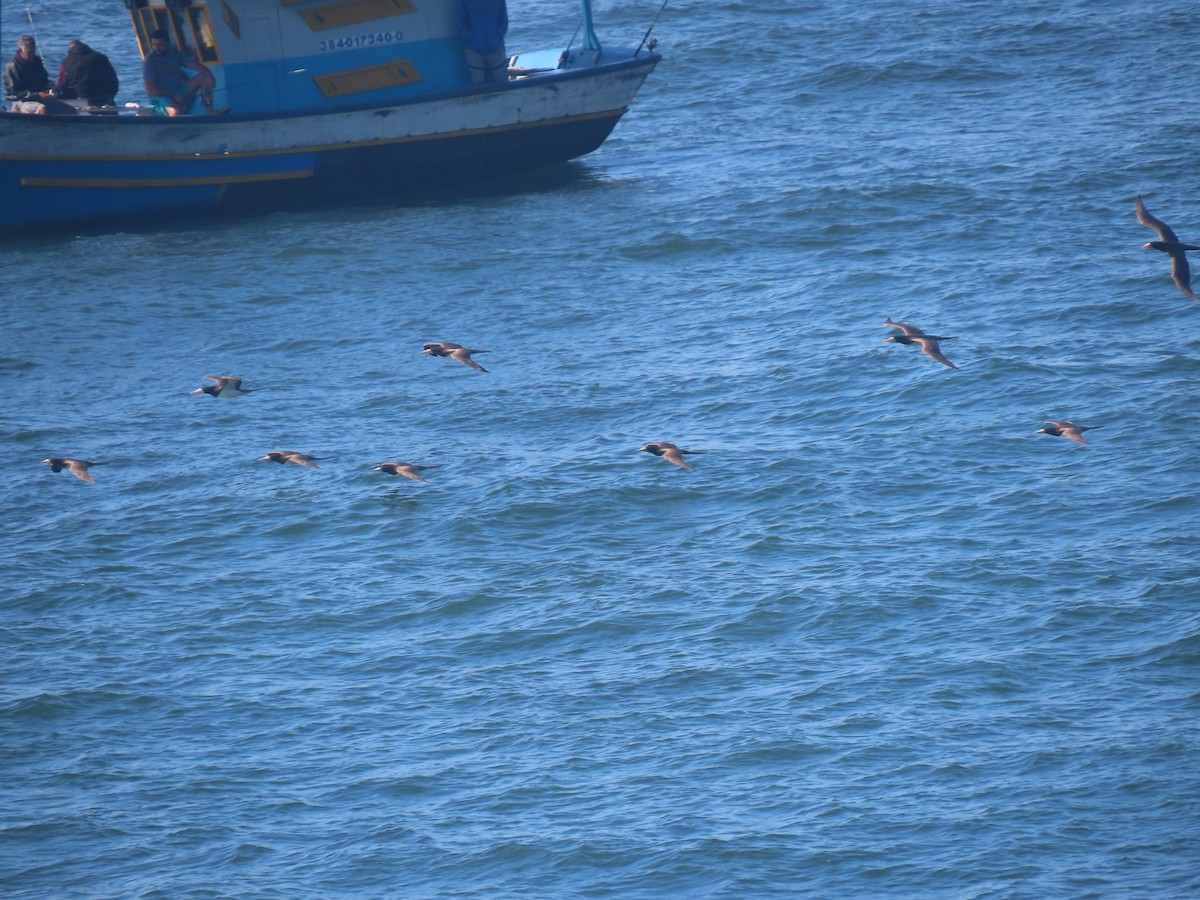 Brown Booby - ML643978577