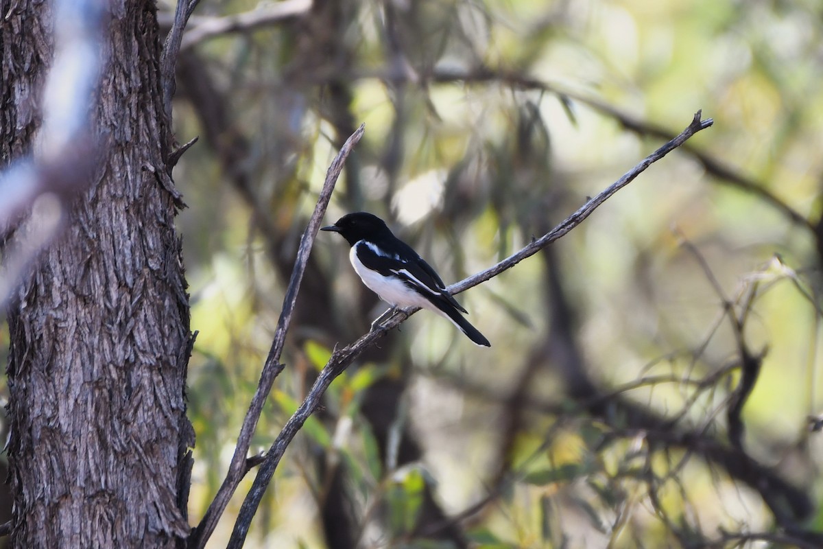 Hooded Robin - ML643978578