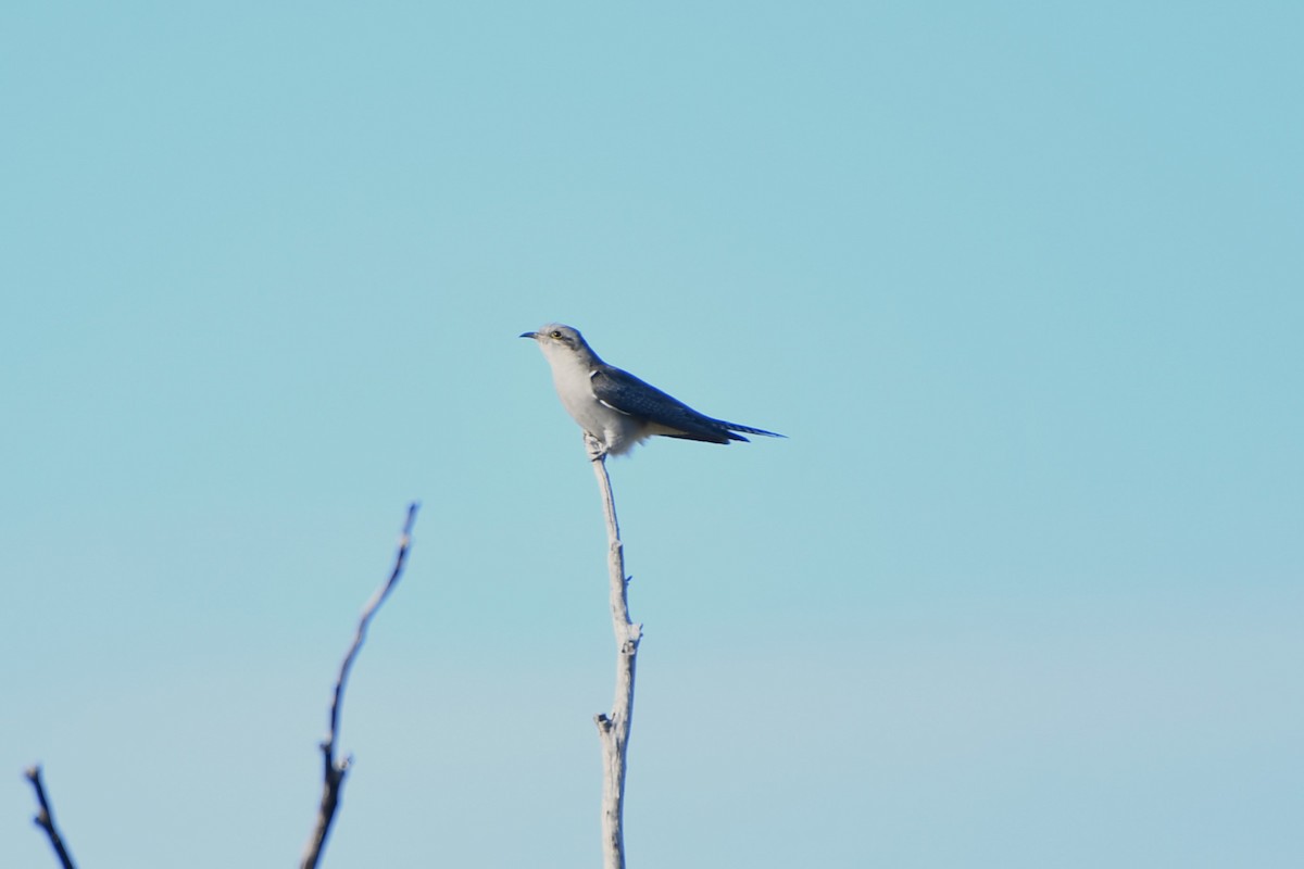 Pallid Cuckoo - ML643978585